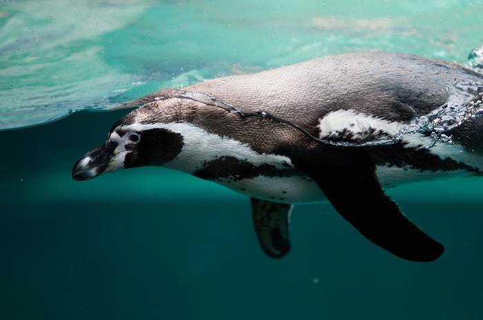Пингвин Гумбольдта, или гумбольдтов пингвин, или перуанский пингвин (лат. Spheniscus humboldti), фото фотография птицы