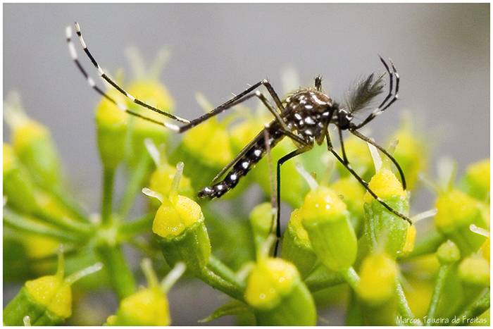 Комар жёлтолихорадочный, или кусака жёлтолихорадочный (лат. Aedes aegypti), фото фотография насекомые