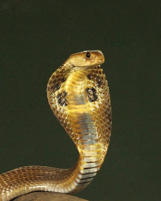 Очковая змея, или индийская кобра (Naja naja), фото фотография рептилии
