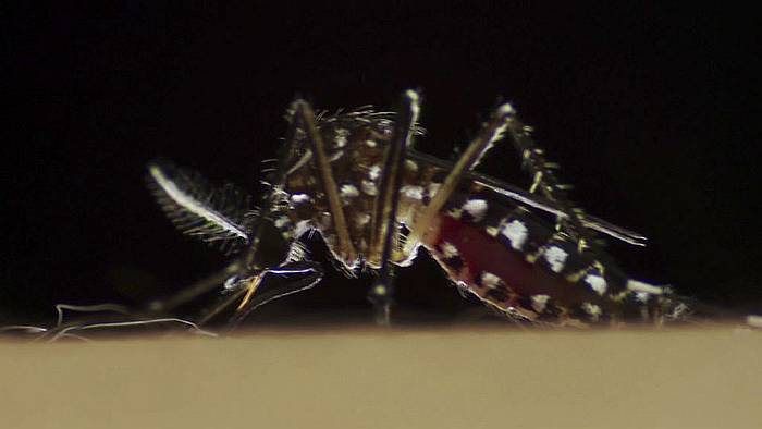 Обыкновенный лирохвост (Menura novaehollandiae), фото фотография насекомые