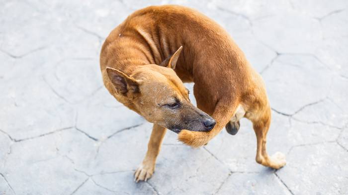 Собака, гоняющаяся за собственным хвостом, фото фотография 