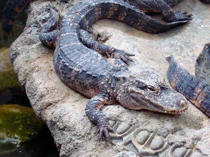 Миссисипский аллигатор (Alligator mississippiensis), фото фотография рептилии