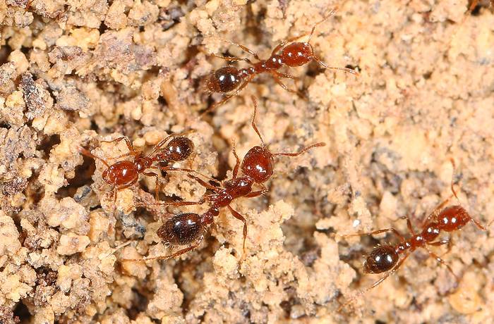 Красные огненные муравьи (Solenopsis invicta), фото фотография опасные насекомые
