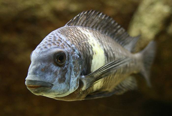 Звездчатый трофеус (Tropheus dubois), фото фотография рыбы
