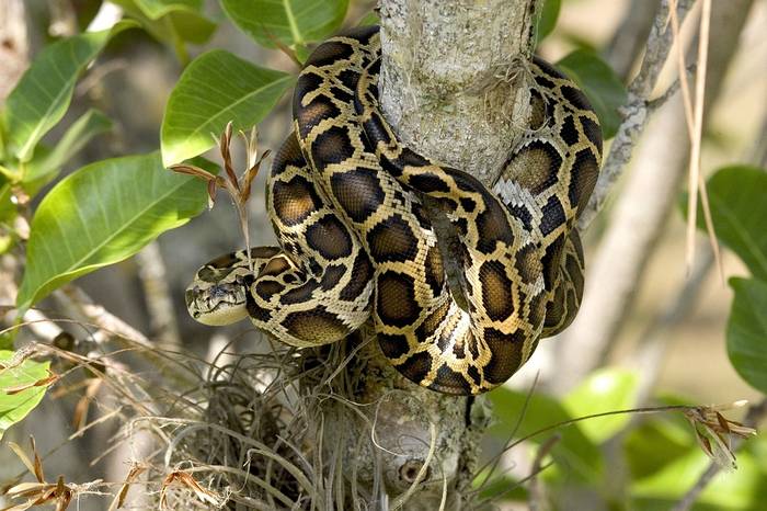 Темный тигровый питон (Python bivittatus), фото фотография змеи