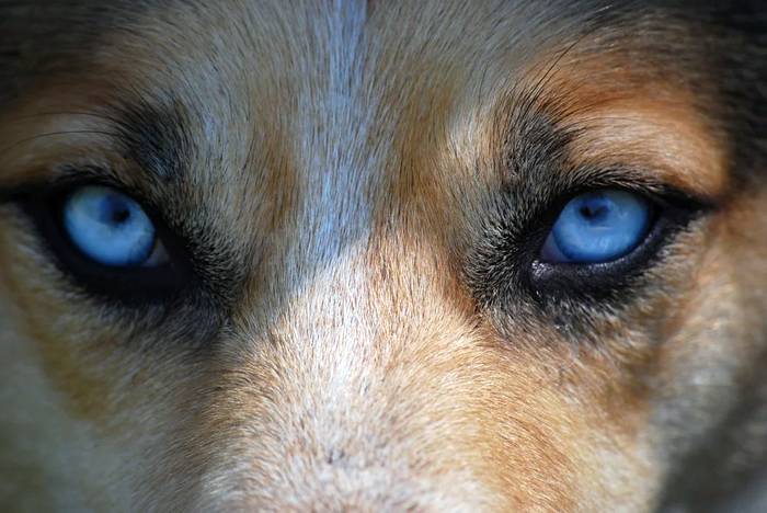 Собака с голубыми глазами, фото фотография домашние питомцы