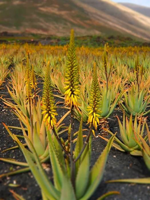 Алоэ вера (Aloe barbadensis, Aloe vera), фото фотография растения