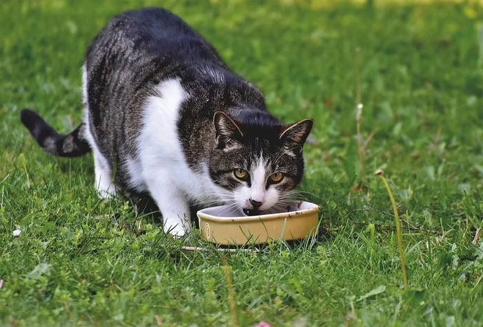 Бездомная кошка ест из миски, фото фотография питомцы