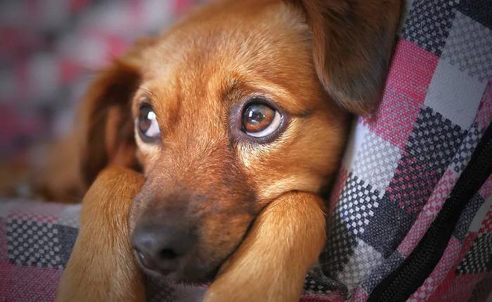 Грустная собака, фото фотография питомцы