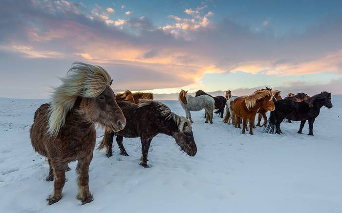 Исландские лошади, фото фотография 