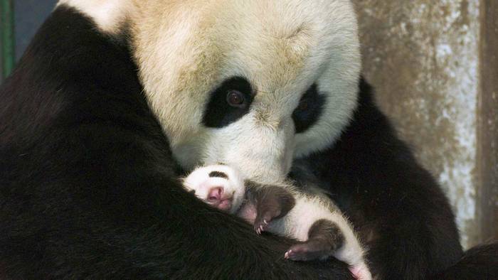Большая панда (Ailuropoda melanoleuca), фото хищные животные фотография