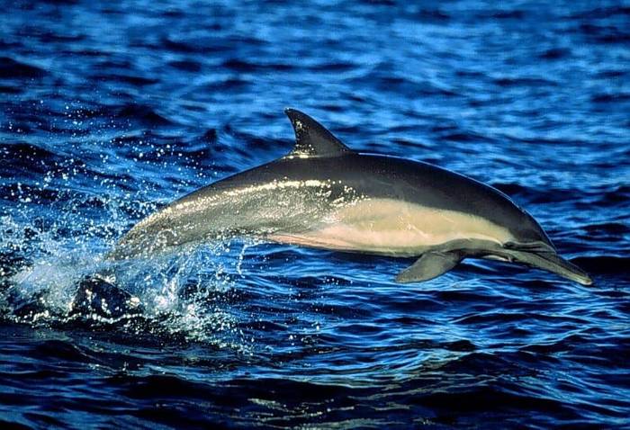 Дельфин белобочка (Delphinus delphis), фото морские млекопитающие фотография