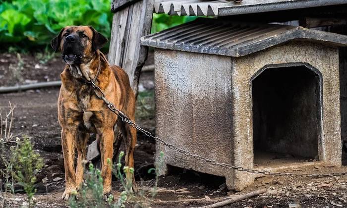 Лающая собака на цепи в будке, фото фотография собаки