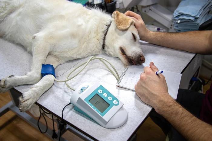 Собака на приеме у ветеринара ветеринарного врача, фото фотография собаки