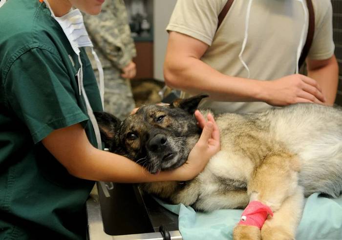 Собака на операционном столе у ветеринара ветеринарного врача, фото фотография собаки