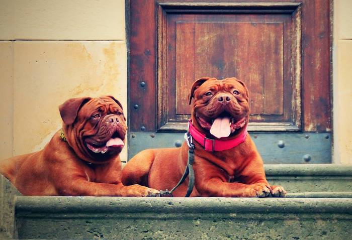 Бордоские доги лежат около входной двери, фото фотография собаки