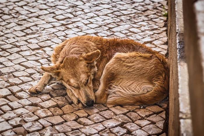 Бездомная собака спит на улице, фото фотография