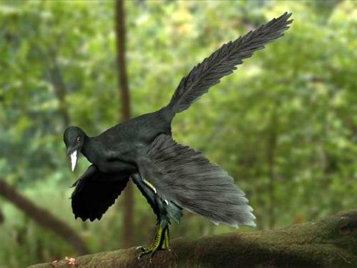 Археоптерикс (Archaeopteryx), реконструкция рисунок картинка