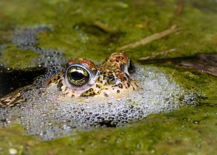 Камышовая жаба (Bufo calamita), фото фотография бесхвостые амфибии