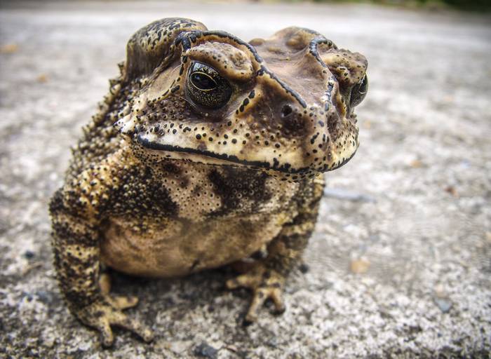 Малайская жаба (Duttaphrynus melanostictus), фото фотография амфибии