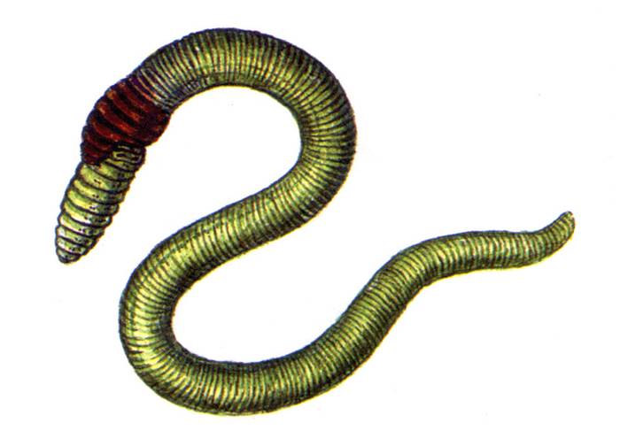 Дравида Гилярова (Drawida ghilarovi), рисунок картинка земляные черви