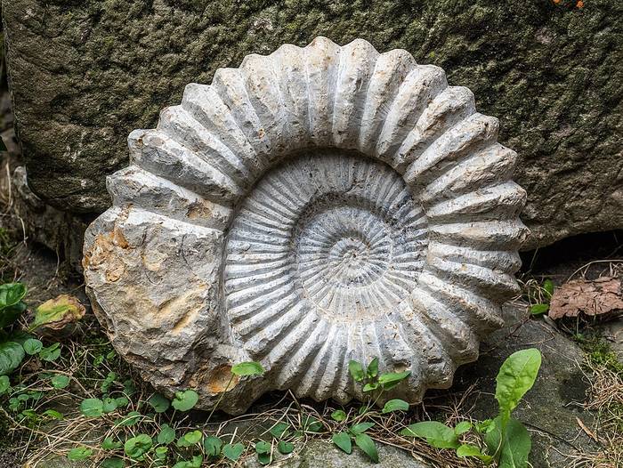 Аммонит (Ammonite), фото беспозвоночные животные фотография