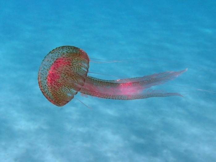 Медуза пелагия ночесветка (Pelagia noctiluca), фото беспозвоночные животные фотография
