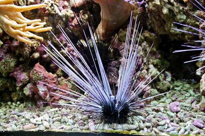 Морской еж диадема сеторум (Diadema setosum), фото иглокожие животные фотография