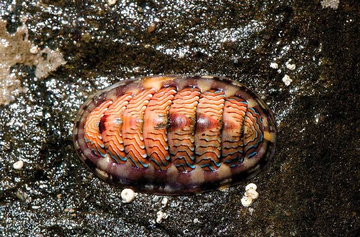 Хитон (Tonicella lineata), фото фотография моллюски