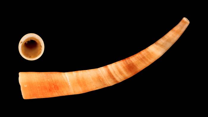 Лопатоногий моллюск (Antalis vulgaris), фото фотография моллюски