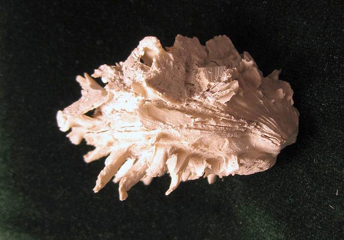 Ископаемый моллюск Spondylus rotundatus, фото фотография 