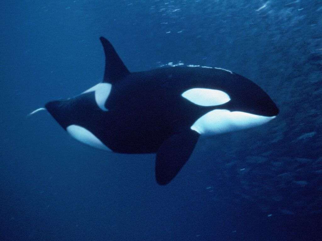   (Orcinus orca),    