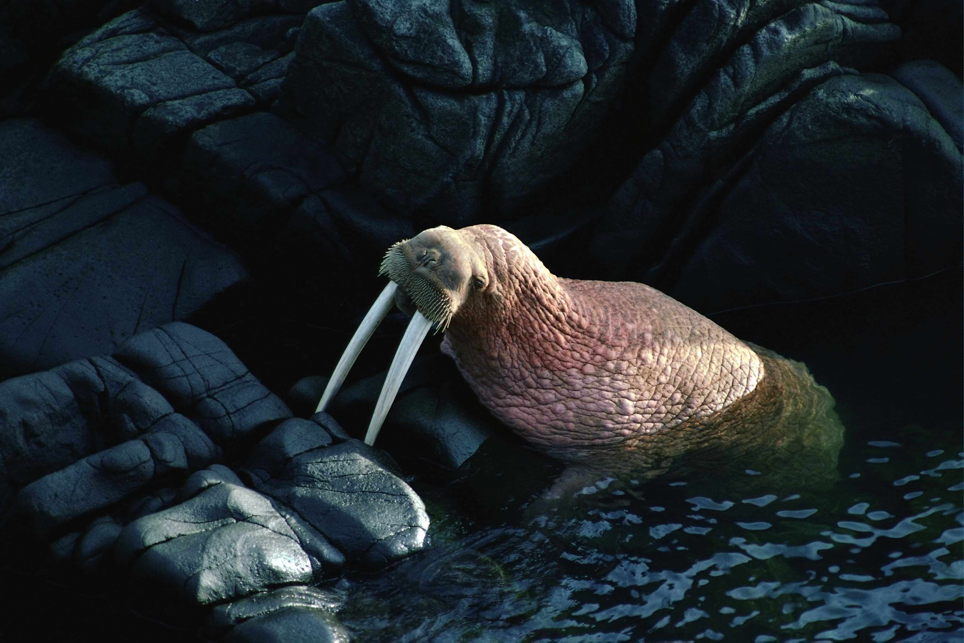 Морж животное, фото фотография картинка обои