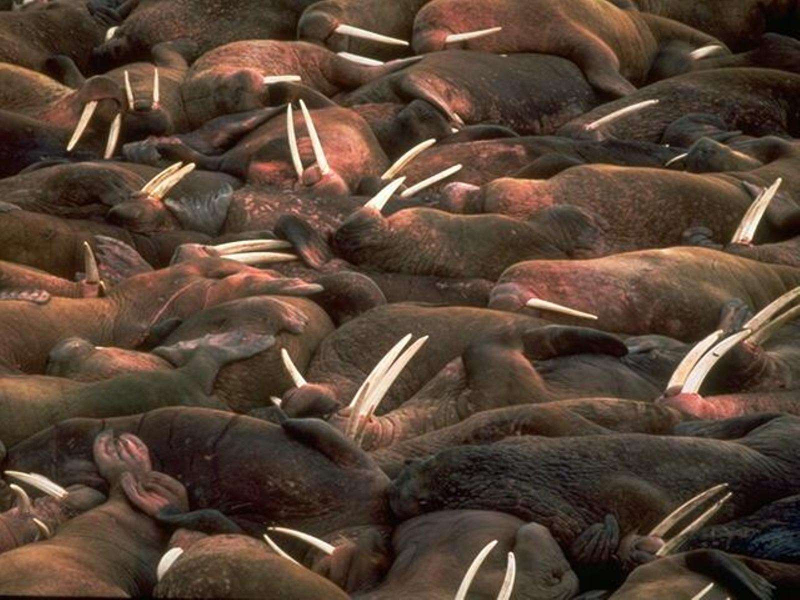 Среда обитания моржа, фото фотография картинка обои