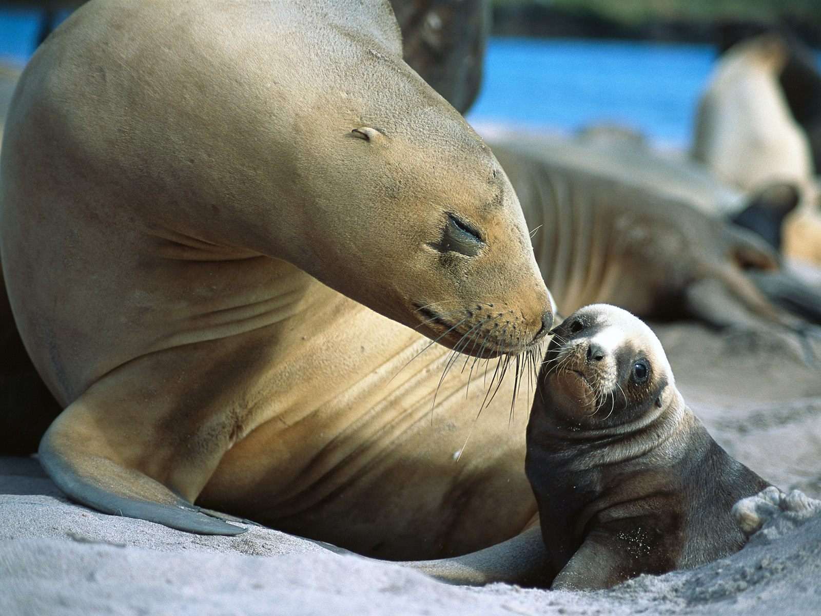 Самка морского льва с детенышем, фото фотография картинка обои