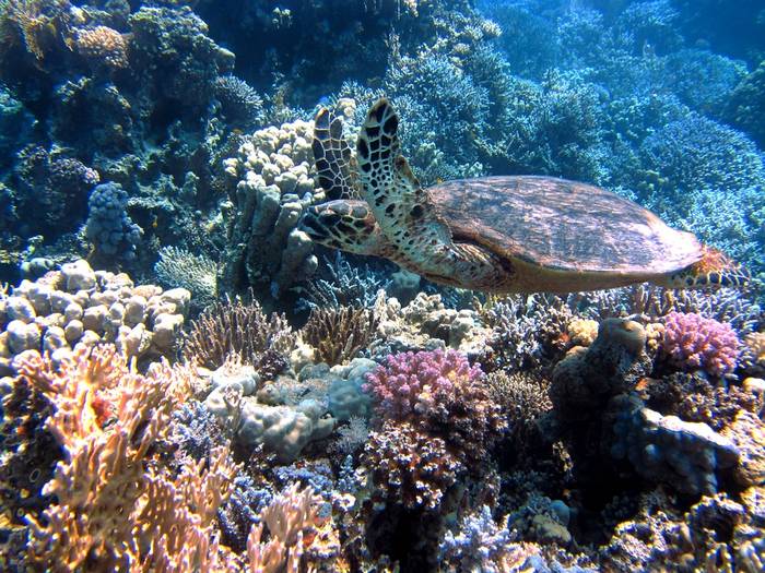 Бисса, или каретта (лат. Eretmochelys imbricata) плывет среди кораллов, фото фотография 