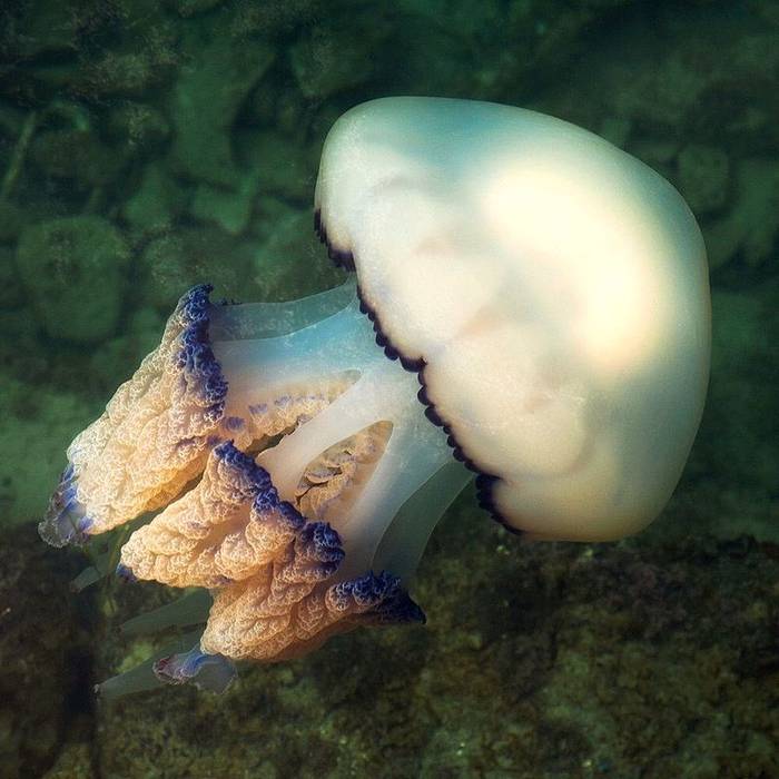 Медуза корнерот (Rhizostoma pulmo), фото фотография беспозвоночные