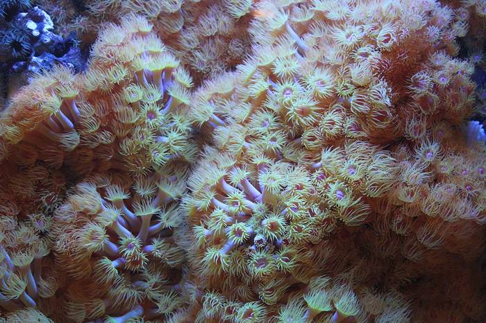 Шестилучевые коралловые полипы, фото фотография кораллы