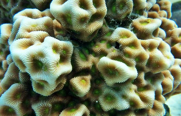 Фавитес  (Favites halicora), фото фотография кораллы