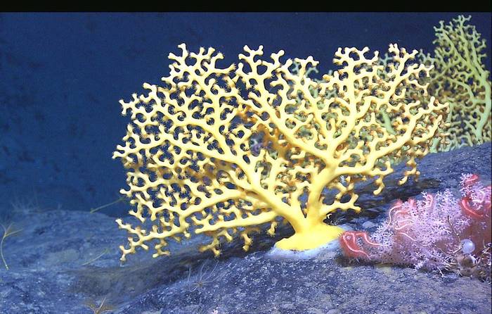 Эналлопсаммия (Enallopsammia), фото фотография кораллы