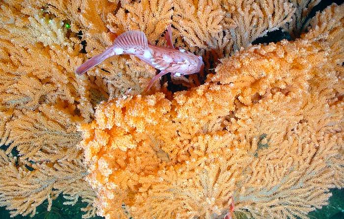 Веерный коралл Primnoa, фото фотография кораллы