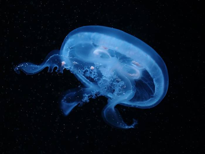 Аурелия (Aurelia labiata), фото фотография медузы