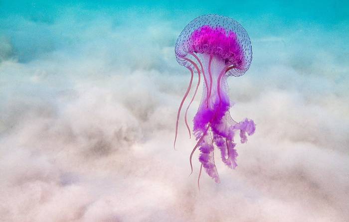 Пелагия (Pelagia noctiluca), фото фотография медузы
