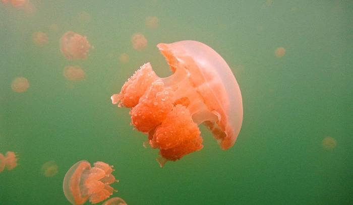 Золотая медуза (Mastigias papua etpisonii), фото фотография медузы