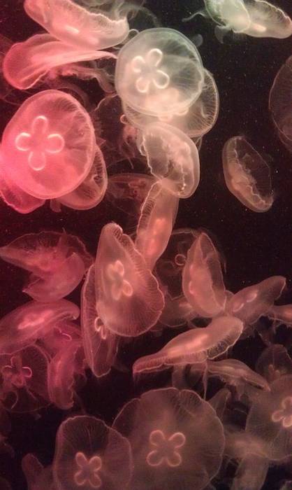Ушастая аурелия, ушастая медуза (Aurelia aurita), фото фотография беспозвоночные