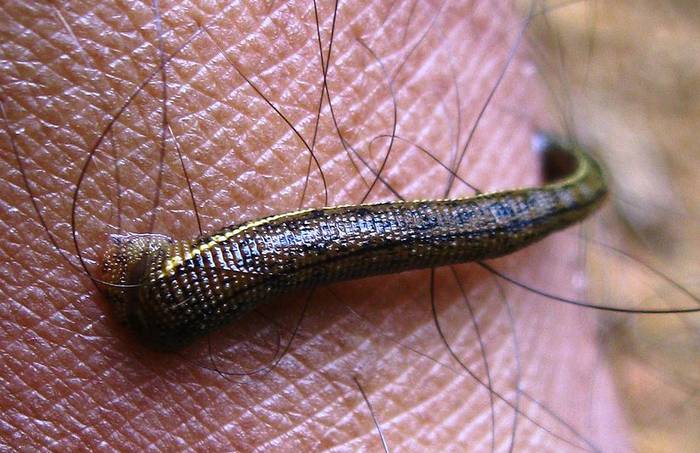 Медицинская пиявка (Hirudo medicinalis), фото фотография черви