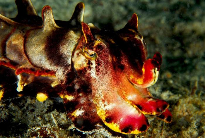 Каракатица расписная (Metasepia pfefferi), фото фотография десятирукие моллюски