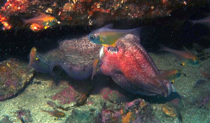 Гигантская австралийская каракатица (Sepia apama), фото фотография десятирукие моллюски