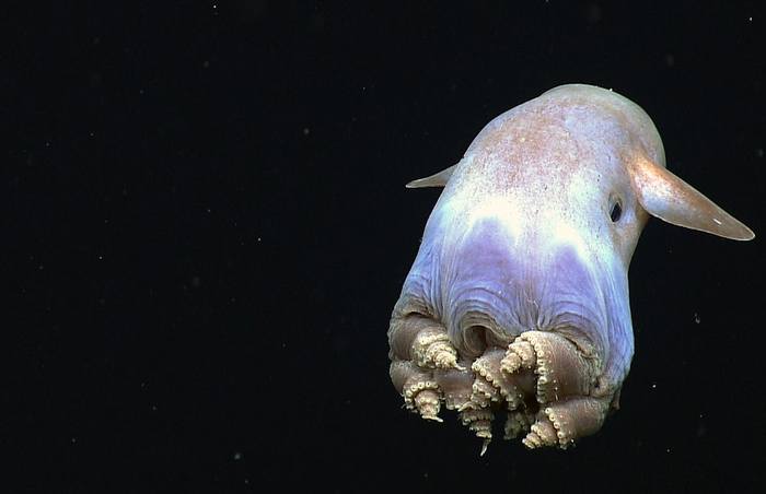 Гримпотевтис (лат. Grimpoteuthis), фото фотография головоногие моллюски