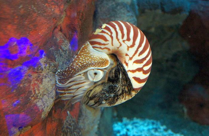 Наутилус помпилиус (Nautilus pompilius), фото фотография головоногие моллюски